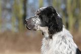 SETTER ANGLAIS 022